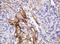 Ras antibody, LS-C174539, Lifespan Biosciences, Immunohistochemistry paraffin image 