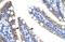 Zinc Finger Protein 12 antibody, A11766, Boster Biological Technology, Immunohistochemistry frozen image 