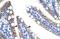 GIOT3 antibody, A11766, Boster Biological Technology, Immunohistochemistry frozen image 