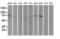 Tubulin Tyrosine Ligase Like 12 antibody, LS-C114856, Lifespan Biosciences, Western Blot image 