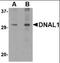 Dynein Axonemal Light Chain 1 antibody, orb89822, Biorbyt, Western Blot image 