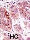 HAUSP antibody, abx031544, Abbexa, Immunohistochemistry frozen image 