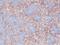 Hyperpolarization Activated Cyclic Nucleotide Gated Potassium And Sodium Channel 2 antibody, SMC-305D-A390, StressMarq, Immunohistochemistry frozen image 