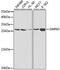 Geminin DNA Replication Inhibitor antibody, MBS129907, MyBioSource, Western Blot image 