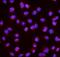 MAF BZIP Transcription Factor A antibody, A05251-1, Boster Biological Technology, Immunofluorescence image 