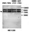 FUS RNA Binding Protein antibody, orb77367, Biorbyt, Western Blot image 