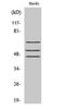 SHC Adaptor Protein 1 antibody, STJ90738, St John