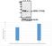 Mitogen-Activated Protein Kinase Kinase 2 antibody, A00996T394, Boster Biological Technology, Western Blot image 