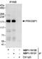 Zinc Finger MYND-Type Containing 8 antibody, NBP1-19131, Novus Biologicals, Immunoprecipitation image 