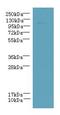 PPFIA Binding Protein 2 antibody, LS-C378795, Lifespan Biosciences, Western Blot image 