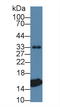 Transthyretin antibody, LS-C314608, Lifespan Biosciences, Western Blot image 