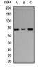 Arginyl-tRNA synthetase, cytoplasmic antibody, orb341034, Biorbyt, Western Blot image 