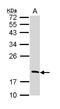 Regulator Of G Protein Signaling 13 antibody, LS-C186313, Lifespan Biosciences, Western Blot image 