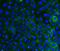 Integrin Subunit Beta 4 antibody, M01015-2, Boster Biological Technology, Immunofluorescence image 
