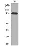 ADAM Metallopeptidase Domain 32 antibody, orb159842, Biorbyt, Western Blot image 