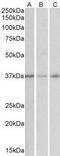 Growth Hormone Inducible Transmembrane Protein antibody, MBS422041, MyBioSource, Western Blot image 