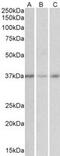 Growth hormone-inducible transmembrane protein antibody, MBS422041, MyBioSource, Western Blot image 