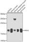 HRas Proto-Oncogene, GTPase antibody, GTX55665, GeneTex, Western Blot image 