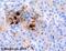 Glucagon antibody, ab23472, Abcam, Immunohistochemistry paraffin image 