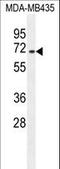 A-kinase anchor protein 17A antibody, LS-C169024, Lifespan Biosciences, Western Blot image 