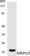 Mitochondrial Ribosomal Protein S25 antibody, LS-C200230, Lifespan Biosciences, Western Blot image 