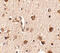 SLIT And NTRK Like Family Member 4 antibody, 4483, ProSci, Immunohistochemistry paraffin image 