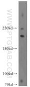 FA Complementation Group M antibody, 12954-1-AP, Proteintech Group, Western Blot image 