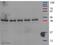 Proteasome Subunit Beta 6 antibody, ab22673, Abcam, Western Blot image 