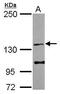 Epidermal Growth Factor antibody, GTX111176, GeneTex, Western Blot image 