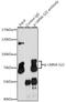 Lamin A/C antibody, A00438S22, Boster Biological Technology, Immunoprecipitation image 