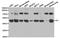 Integrin Linked Kinase antibody, orb48422, Biorbyt, Western Blot image 