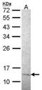 Replication Protein A3 antibody, MA1-23281, Invitrogen Antibodies, Western Blot image 