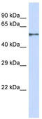 Zinc Finger Protein 44 antibody, TA344478, Origene, Western Blot image 