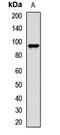 Argonaute RISC Catalytic Component 2 antibody, LS-C668608, Lifespan Biosciences, Western Blot image 