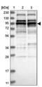MYB Proto-Oncogene Like 2 antibody, NBP2-33930, Novus Biologicals, Western Blot image 