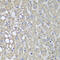 Phosphatidylinositol-4-Phosphate 3-Kinase Catalytic Subunit Type 2 Alpha antibody, 23-640, ProSci, Immunohistochemistry paraffin image 