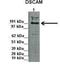 DS Cell Adhesion Molecule antibody, NBP1-59208, Novus Biologicals, Western Blot image 