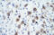 Paired Box 9 antibody, ARP34270_P050, Aviva Systems Biology, Immunohistochemistry frozen image 