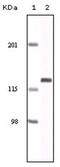 EPH Receptor A2 antibody, AM06122SU-N, Origene, Western Blot image 