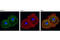 Myosin Heavy Chain 14 antibody, 8189S, Cell Signaling Technology, Immunocytochemistry image 