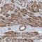 F-Box And Leucine Rich Repeat Protein 17 antibody, NBP1-84204, Novus Biologicals, Immunohistochemistry frozen image 