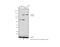 Neurofilament Medium antibody, 13-0500, Invitrogen Antibodies, Western Blot image 