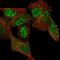 Chromosome 11 Open Reading Frame 96 antibody, PA5-58561, Invitrogen Antibodies, Immunofluorescence image 