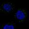 TRAF3 Interacting Protein 3 antibody, NBP1-86974, Novus Biologicals, Immunocytochemistry image 