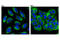 Heat Shock Protein 90 Beta Family Member 1 antibody, 20292S, Cell Signaling Technology, Immunocytochemistry image 