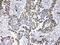 Periplakin antibody, A02098-1, Boster Biological Technology, Immunohistochemistry frozen image 