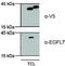 EGF Like Domain Multiple 7 antibody, AP60008PU-L, Origene, Western Blot image 