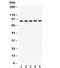 Heat Shock Protein 90 Alpha Family Class B Member 1 antibody, R31913, NSJ Bioreagents, Western Blot image 