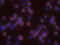 CD28 antibody, AF-342-PB, R&D Systems, Immunofluorescence image 