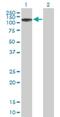 Zinc Finger Protein 526 antibody, H00116115-B01P, Novus Biologicals, Western Blot image 